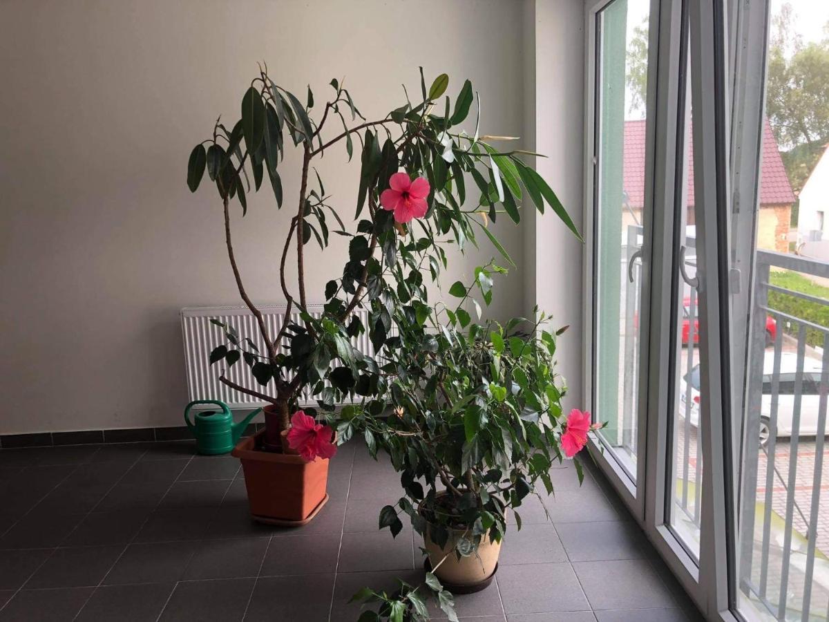Apartman Na Lukach - Kopretina Třeboň Εξωτερικό φωτογραφία